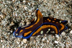 Philinopsis speciosa