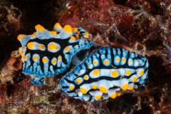 Phyllidia varicosa