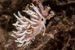 Phyllodesmium briareum