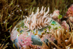 Phyllodesmium briareum