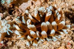 Phyllodesmium kabiranum