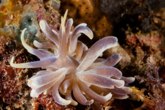 Phyllodesmium magnum