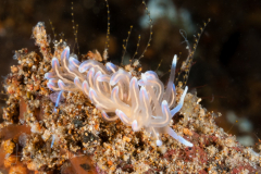 Phyllodesmium opalescens