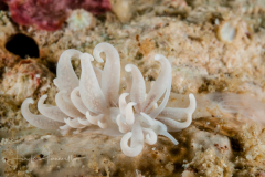 Phyllodesmium parangatum
