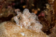 Phyllodesmium parangatum ?