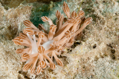 Phyllodesmium rudmani