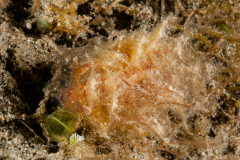 Polybranchia jannae