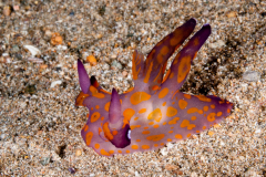 Thecacera sp.