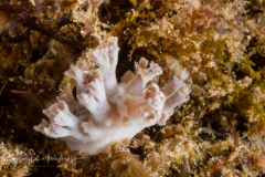 Tritonia sp.