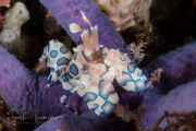Harlequin Shrimp - Hymenocera picta Harlequin Shrimp - Hymenocera picta