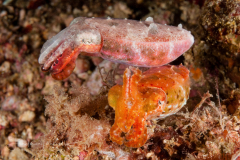 A pair of very colorful cuttlefish