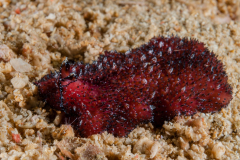 Acanthozoon or Thysanozoon sp. Flatworm