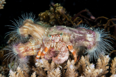 Anemone Hermit Crab - Dardanus pedunculatus