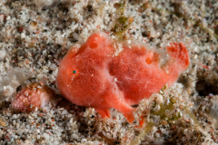 Another Frogfish ....