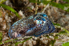 Berry's Bobtail Squid - Euprymna berryi