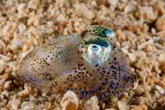 Berry's Bobtail Squid - Euprymna berryi