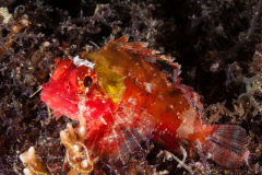 Colorful Scorpion Fish