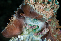 Corallimorph Decorator Crab - Cyclocoeloma tuberculata