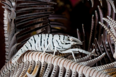 Crinoid Shrimp