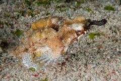 Dragon Sea Moth - Eurypegasus draconis