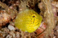 Filefish - Brachaluteres taylori