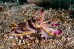 Flamboyant Cuttlefish - Metasepia pfefferi