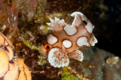 Juvenile Sweetlips