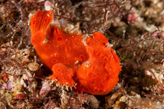 Orange Frogfish