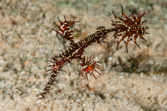 Ornate Ghost Pipefish - Solenostomus paradoxus