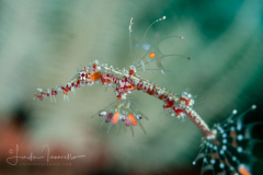 Ornate Ghost Pipefish - Solenostomus paradoxus