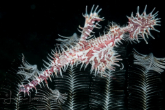 Ornate Ghost Pipefish - Solenostomus paradoxus