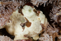 Painted Frogfish - Antennarius pictus