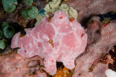 Pretty Pink Frogfish