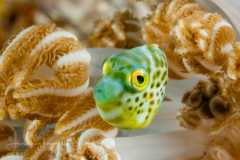 Pygmy Leatherjacket Filefish - Brachaluteres jacksonianus