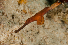 Robust Ghost Pipefish - Solenostomus cyanopterus