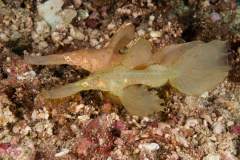 Robust Ghost Pipefish - Solenostomus cyanopterus