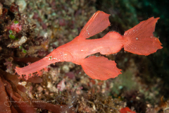 Robust Ghost Pipefish - Solenostomus cyanopterus