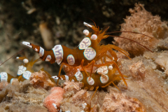 Squat Shrimp - Thor amboinensis