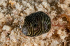 Star Puffer - Arothron stellatus