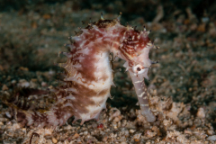 Thorny Seahorse - Hippocampus histrix