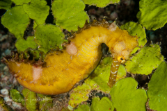 Thorny Seahorse - Hippocampus histrix