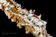 Xeno Crab - Xenocarcinus tuberculatus