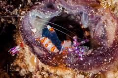 Yellow-Spotted Anemone Shrimp - Ancylomenes luteomaculatus