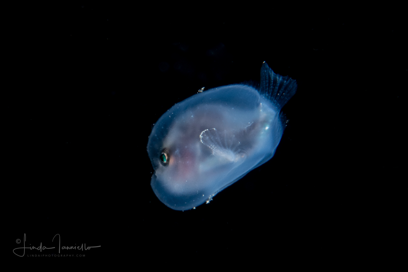 Anglerfish Larva in a Bubble