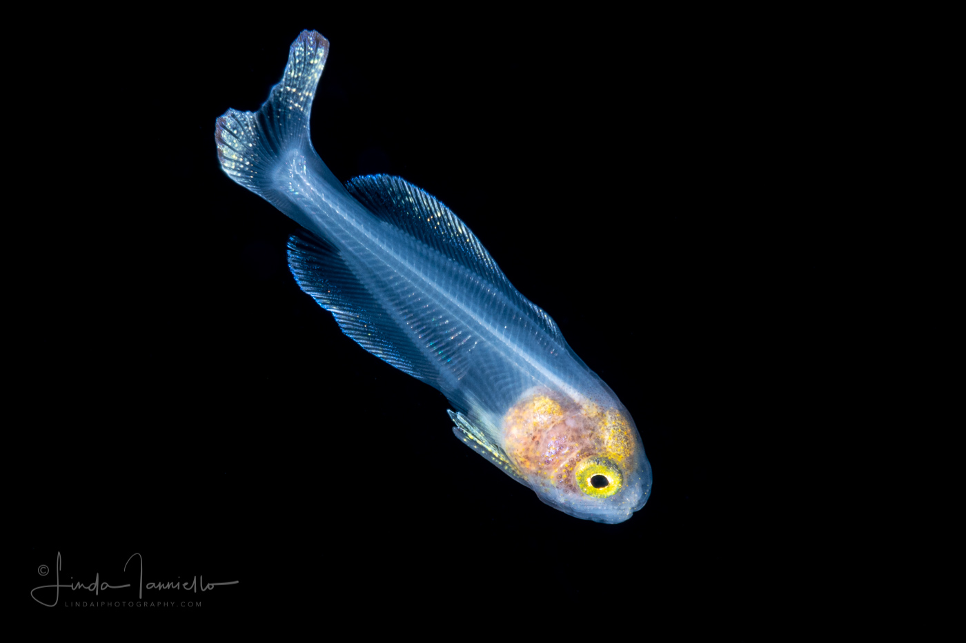 Glassfish - Amarsipus carlsbergi, Amarsipidae