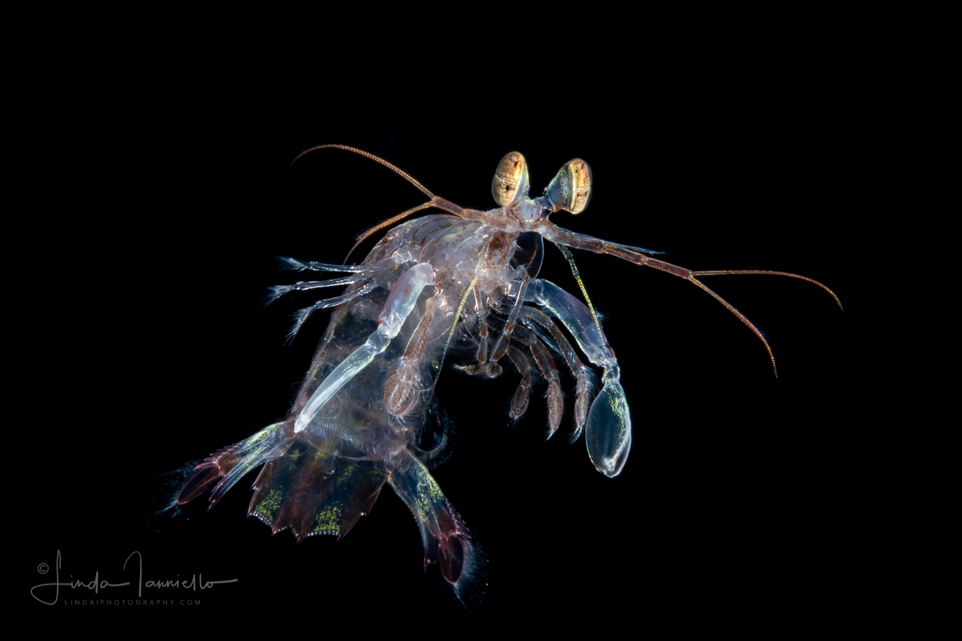 Mantis Shrimp Larva
