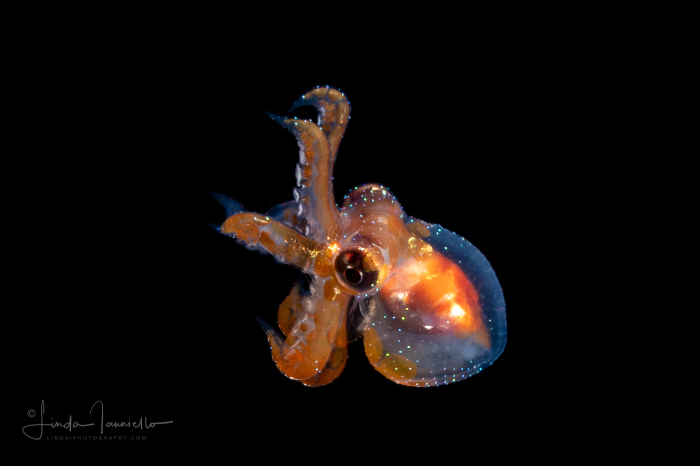 Tiny Octopus Larva