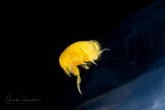 Amphipod