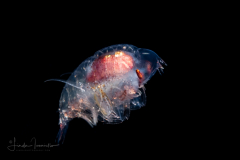 Amphipod