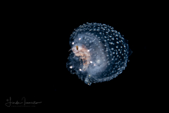 Amphipod in Jellyfish